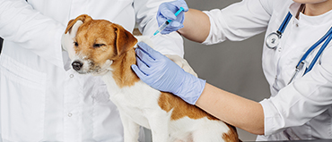 Veterinary Diagnostic Market Size, Share, Trends and Revenue Forecast ...