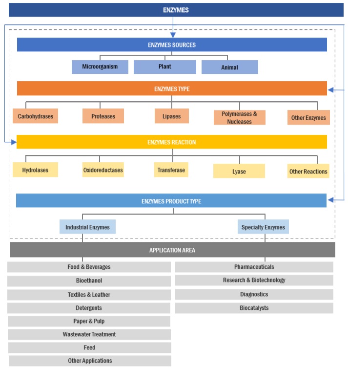 Enzymes Market Ecosystem