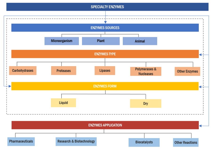 Specialty Enzymes Market Ecosystem